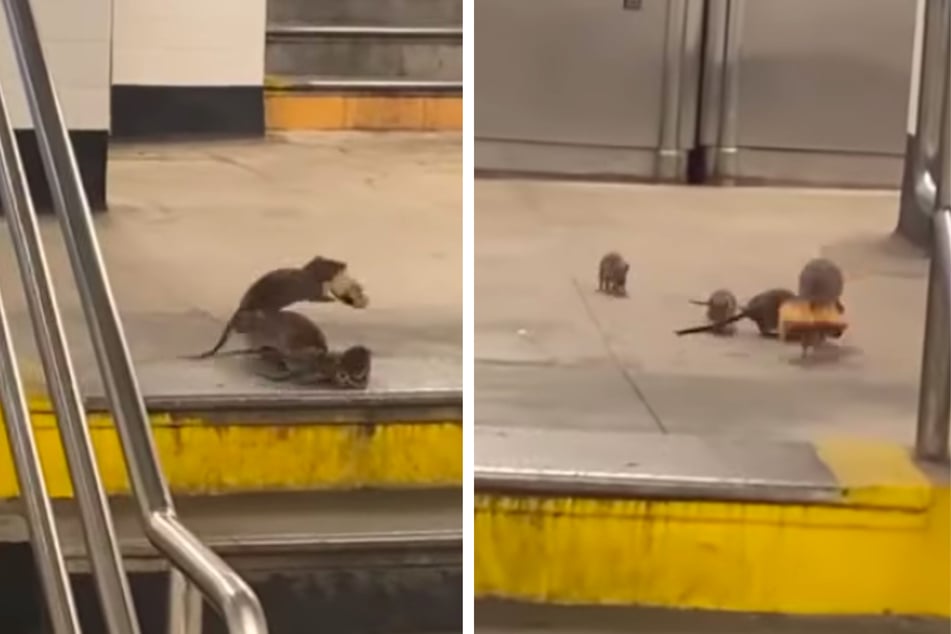 Another Pizza Rat sighting? A rodent was spotted in an L train subway station wrestling with its family over a slice of pizza.
