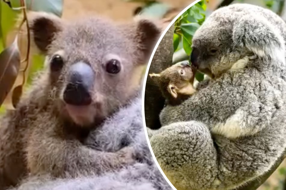 Süßer Baby-Koala: Schau mal, wer da guckt!