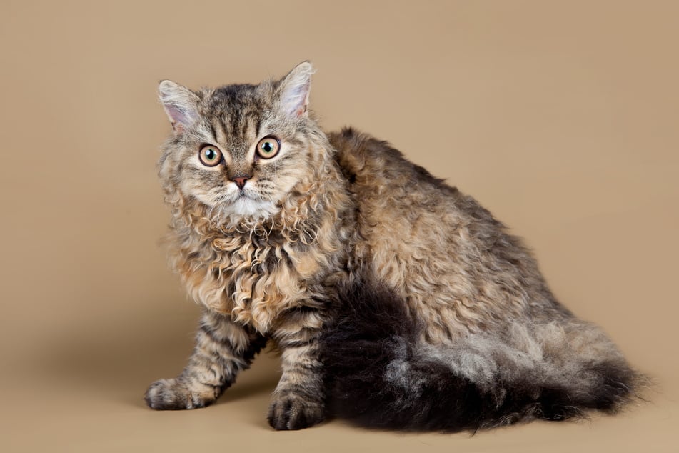 Die flauschige Selkirk Rex ist anhänglich, sozial und robust.