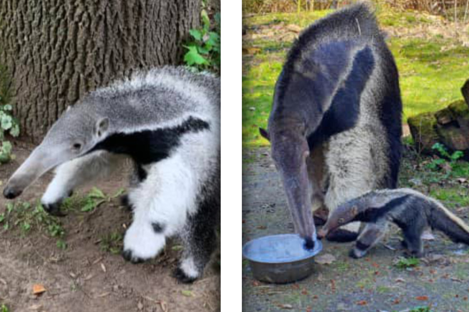 Happy Birthday Osita! Ameisenbär-Baby feiert ersten Geburtstag im Zoo Magdeburg