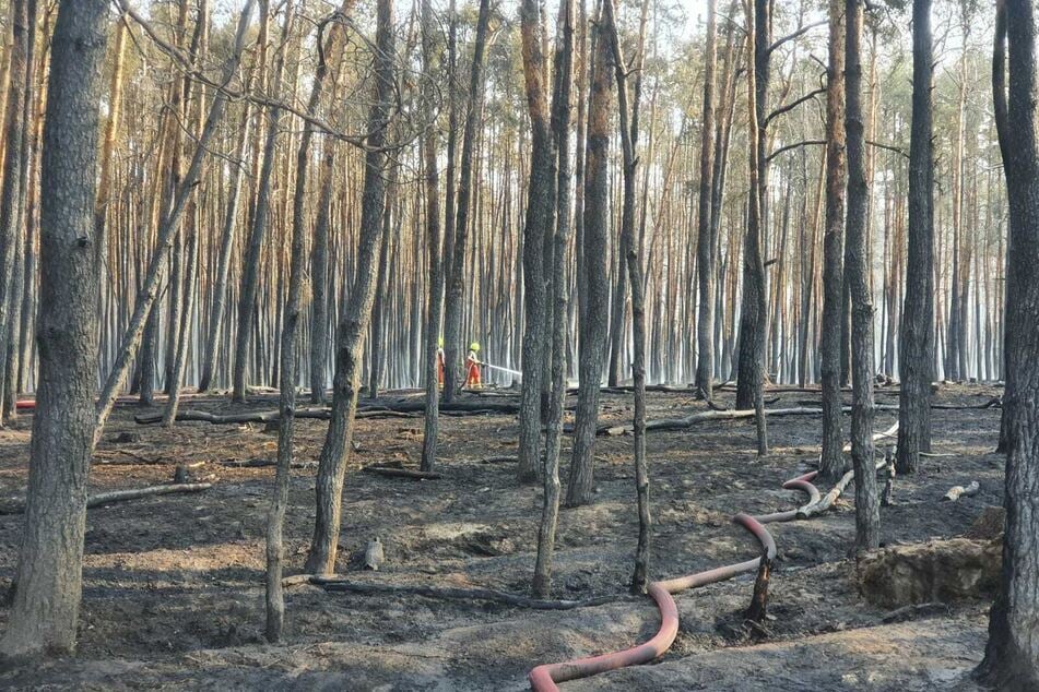 Etwa 200 Einsatzkräfte der Feuerwehr bekämpften auch am Sonntag noch den Waldbrand bei Beilrode.