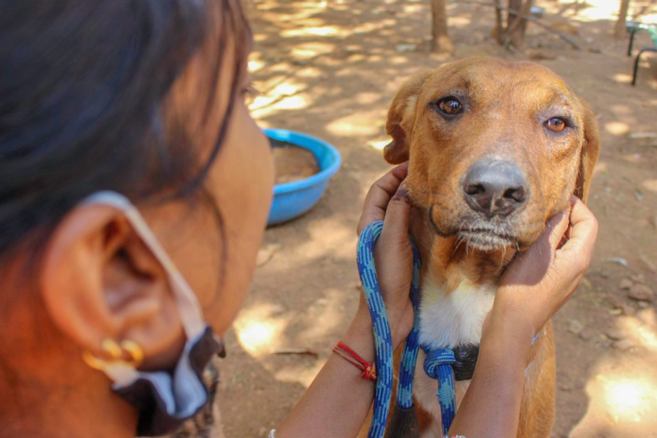 Hund ist nach Rettung todunglücklich Als seine Retter den Grund sehen