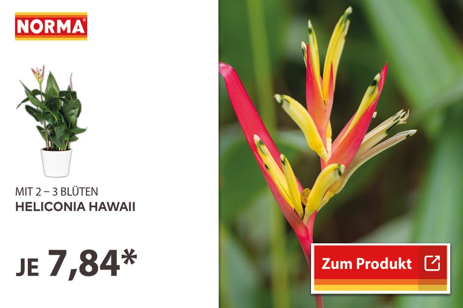 Heliconia Hawaii für 7,84 Euro.