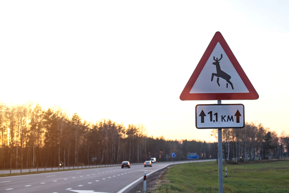 Jährlich sterben tausende Menschen bei Wildunfällen in Deutschland.