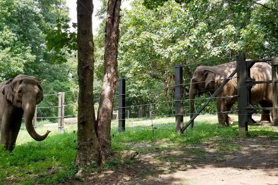 Happy the elephant pictured with her companion Patty. Happy lives alone now because she and other elephants at the zoo do not get along.