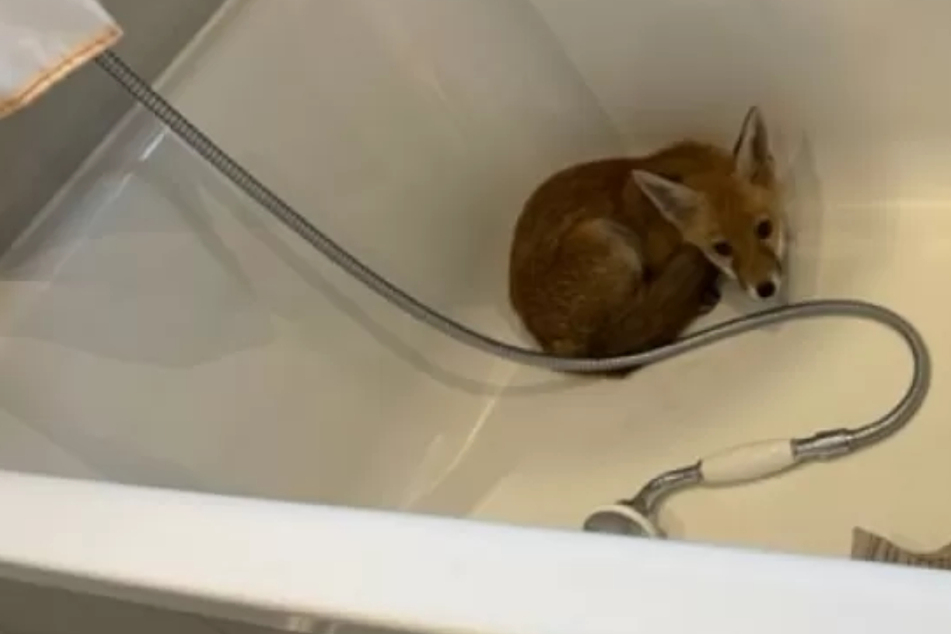 Family finds surprise animal guest in their bathtub!