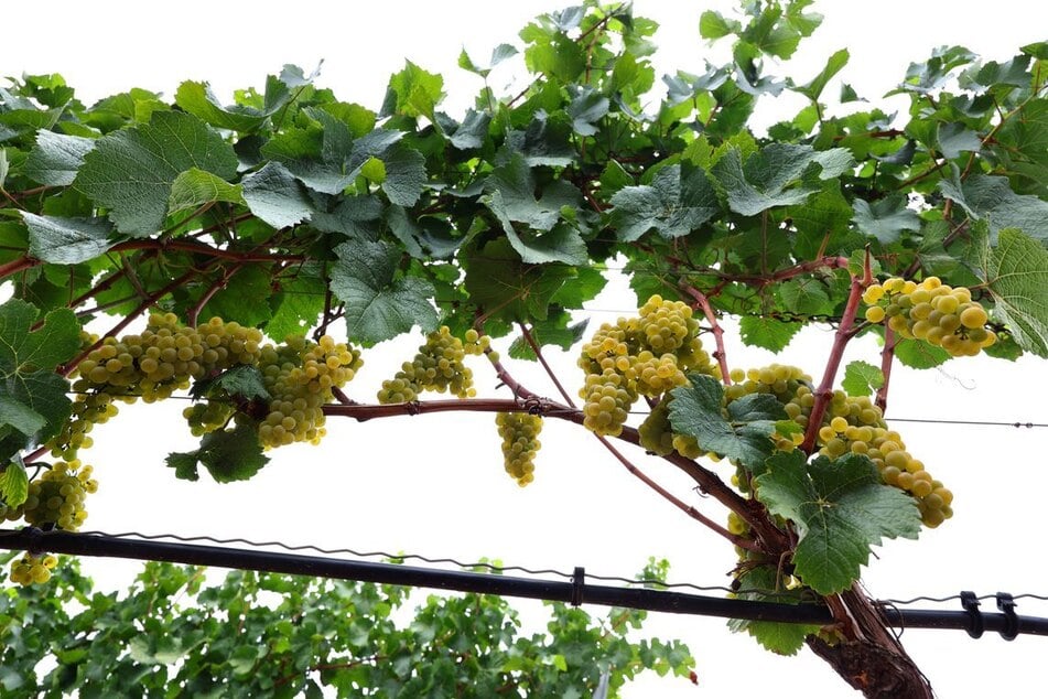 Auch Winzerinnen und Winzer kämpfen mit starken Ernteschäden. (Symbolfoto)