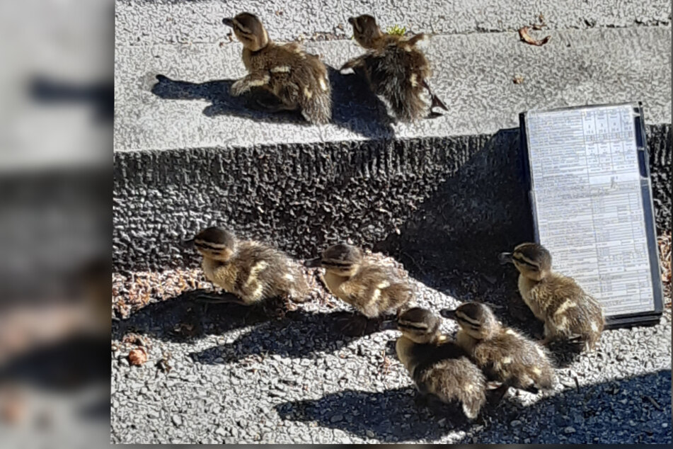 Ein Verwarnblock diente den Entenküken als Rampe auf den Gehsteig.