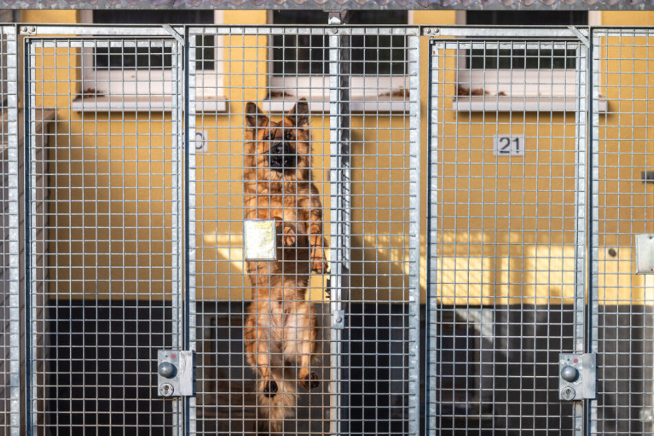 Ein Hund im Hundezwinger im Tierheim Chemnitz am Pfarrhübel.