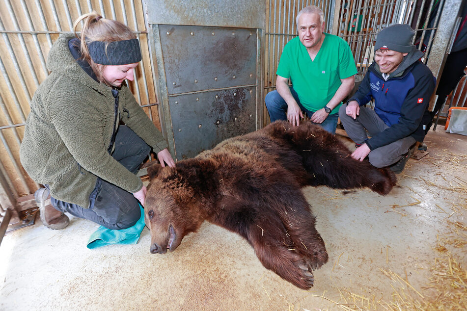 Moritz wurde im betäubten Zustand von Tierarzt Jens Thielebein (M.) und Tierparkchef Nils Becker in Anwesenheit einer Tierpflegerin untersucht.