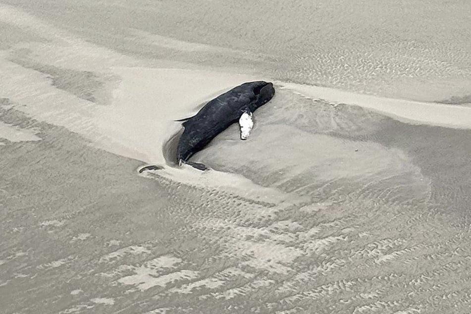 Der tote Buckelwal liegt im Sand der Vogelschutzinsel Minsener Oog.