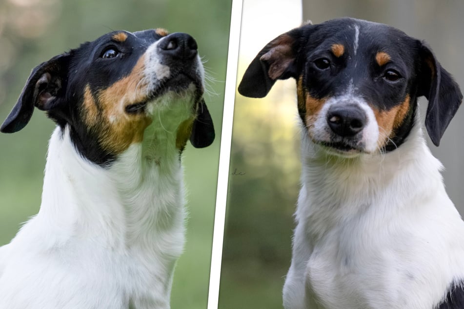 Mini-Mischling entging nur knapp dem Tod: Ist Angi der richtige Hund für Dich?