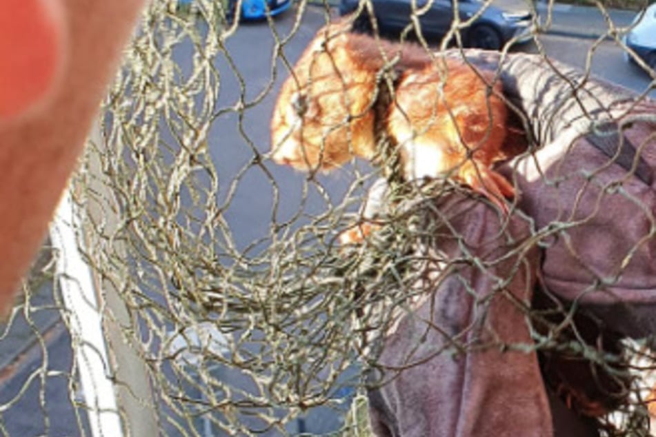 Eichhörnchen verfängt sich in Katzen-Netz, dann kommen rettende Hände