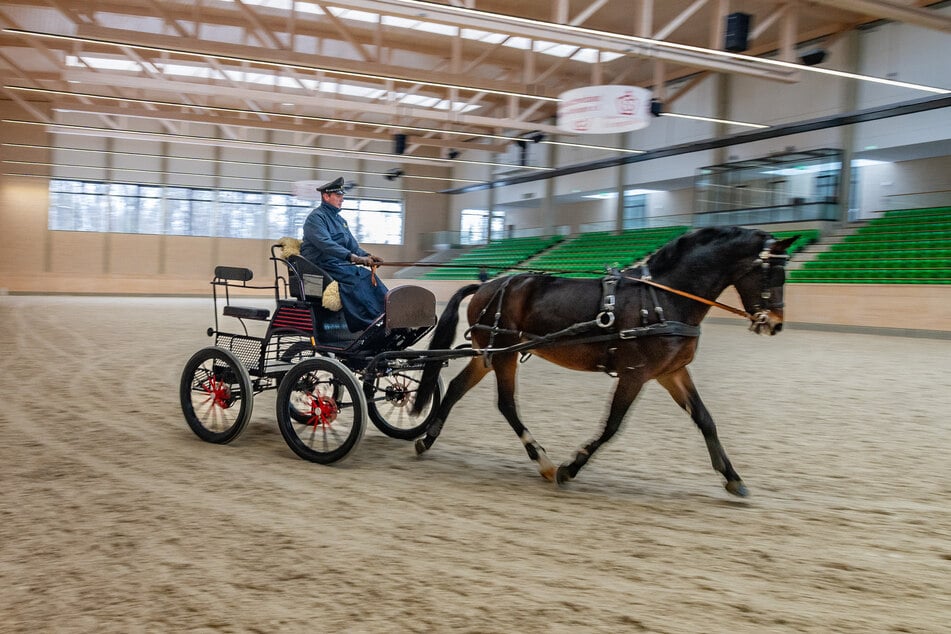 Das preisgekrönte Duo von Hengst "Very Good" und Gestütsoberwärter Phil Teifel (38) beim Training.