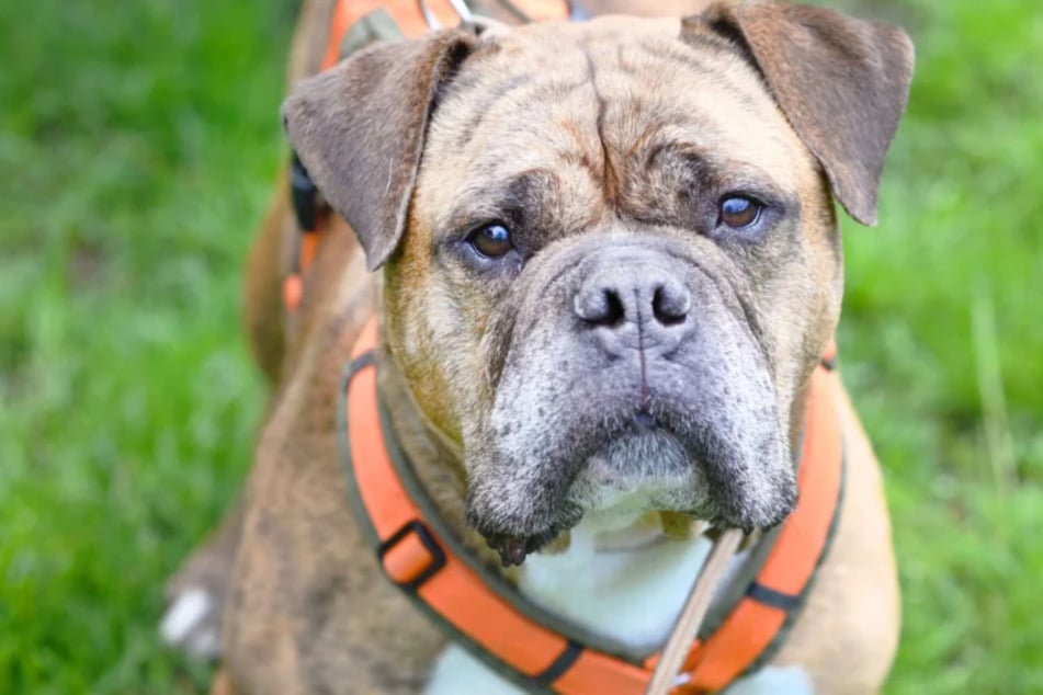 Englische-Bulldoggen-Mix Viet (10) würde seinen Lebensabend gerne in einem liebevollen neuen Zuhause verbringen.