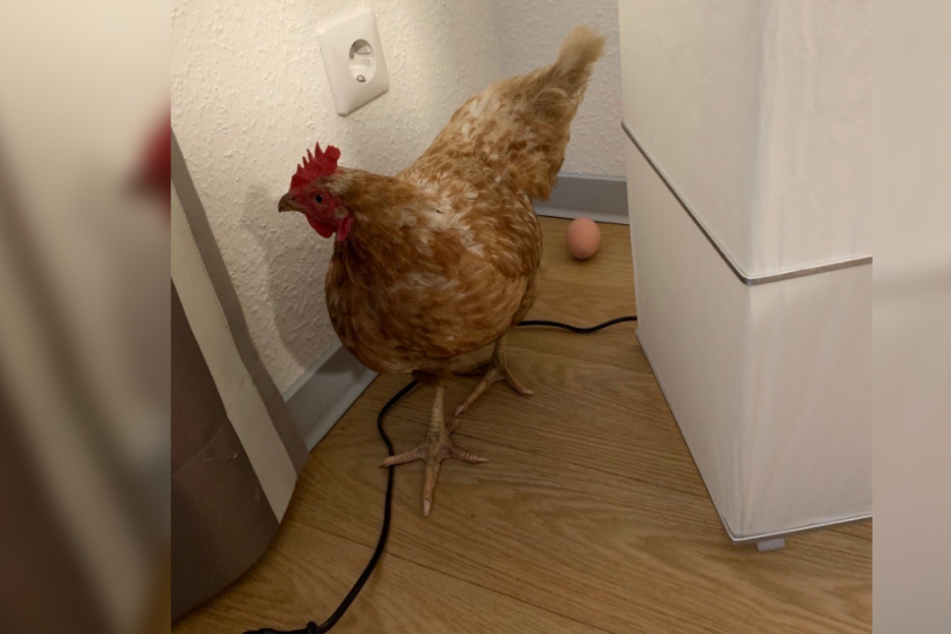 Bei ihrem Einsatz fand die Polizei nicht einen Hund sondern ein Huhn vor.