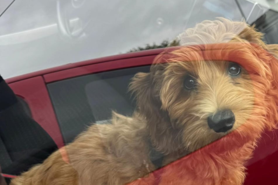 Mujer deja a su perro con sus padres: Cuando luego le envían fotos, apenas cree lo que ve