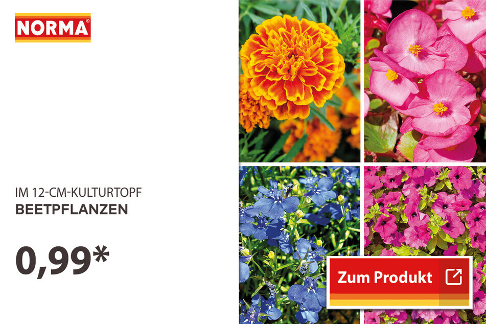 Beetpflanzen für 0,99 Euro