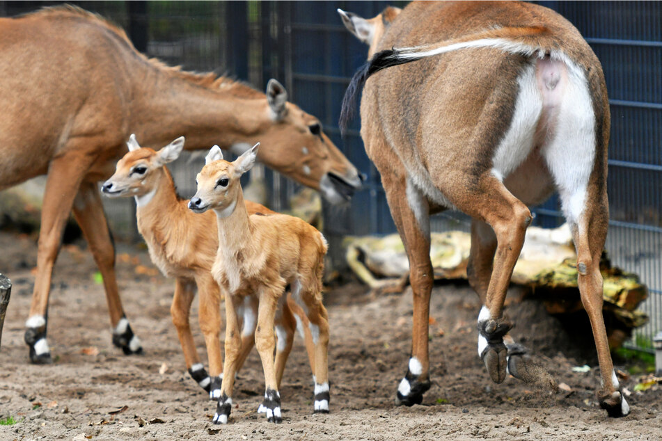 Antilopen auf Entdeckertour: Die Nilgau-Zwillinge erkunden schon die Welt.