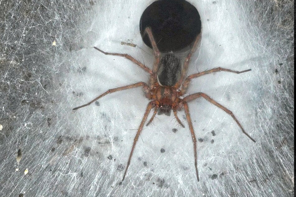 La colonia de arañas está compuesta por ejemplares de la araña doméstica (Tegenaria domestica) y de la especie Prinerigone vagans, que pertenece a la familia de las arañas de toldo.