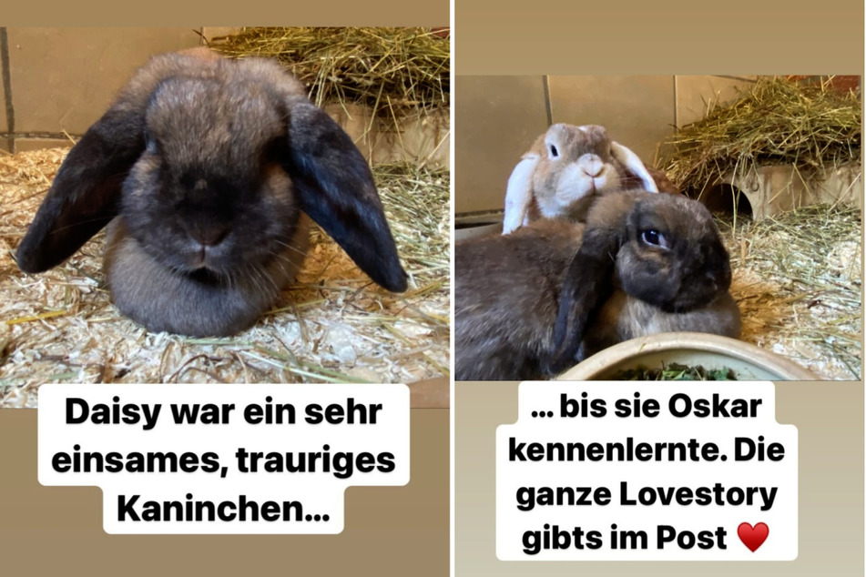 Seit ihrem Kennenlernen sind die beiden Kaninchen Daisy und Oskar unzertrennlich. (Fotomontage)