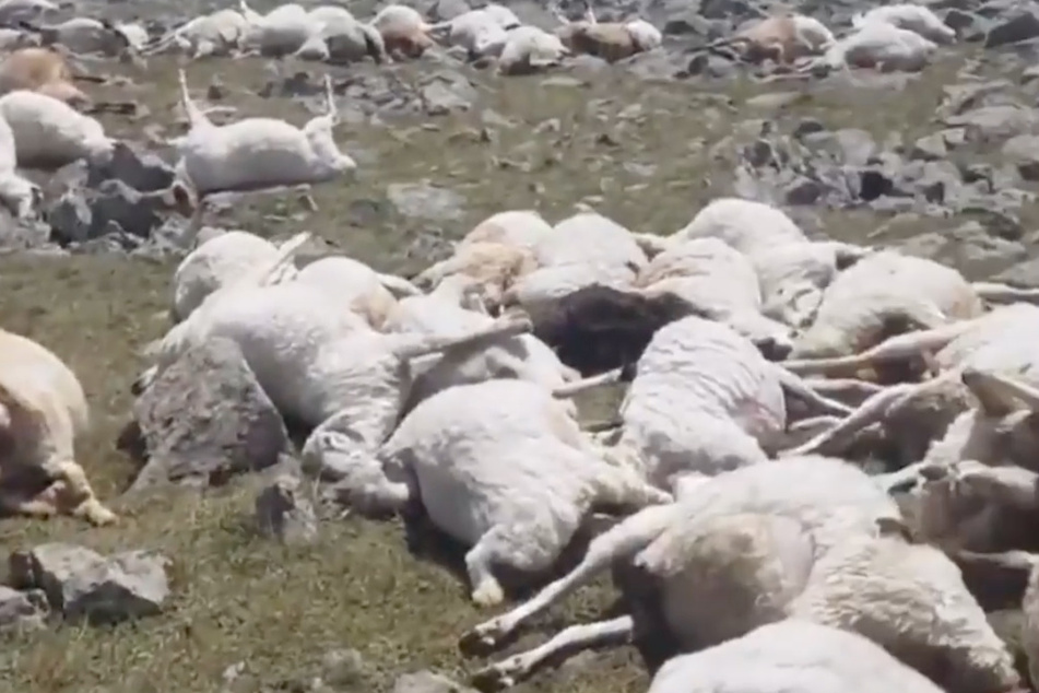 Ein einziger Blitzschlag tötet mehr als 500 Schafe, die auf einem Berg grasen