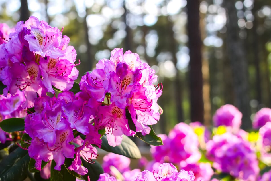 Im Dresdner Rhododendronpark kann man eine kleine Auszeit im Grünen genießen. (Symbolbild)