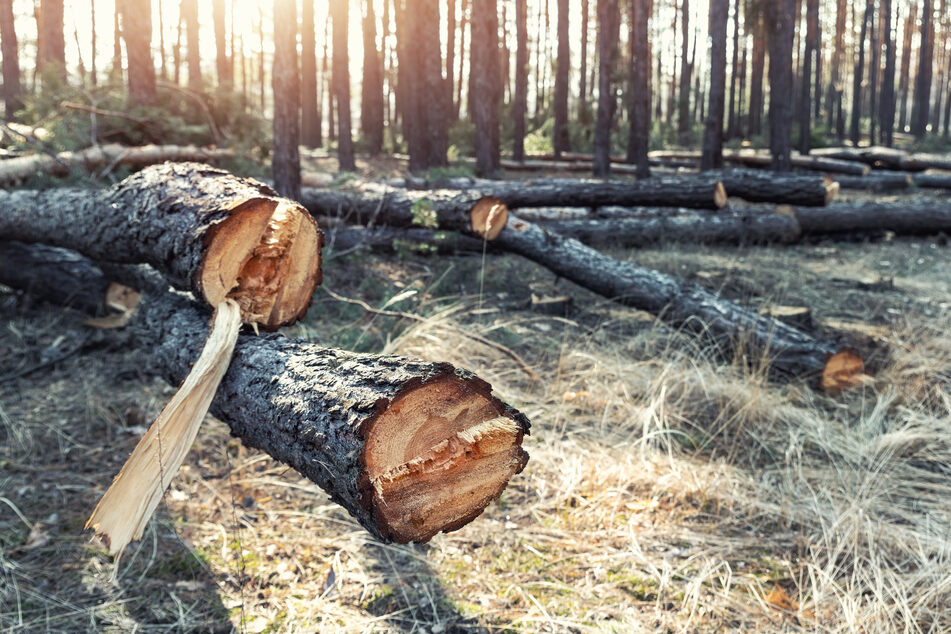 Tragischer Arbeitsunfall im Wald: Junger Mann (†20) wird von Baum erschlagen