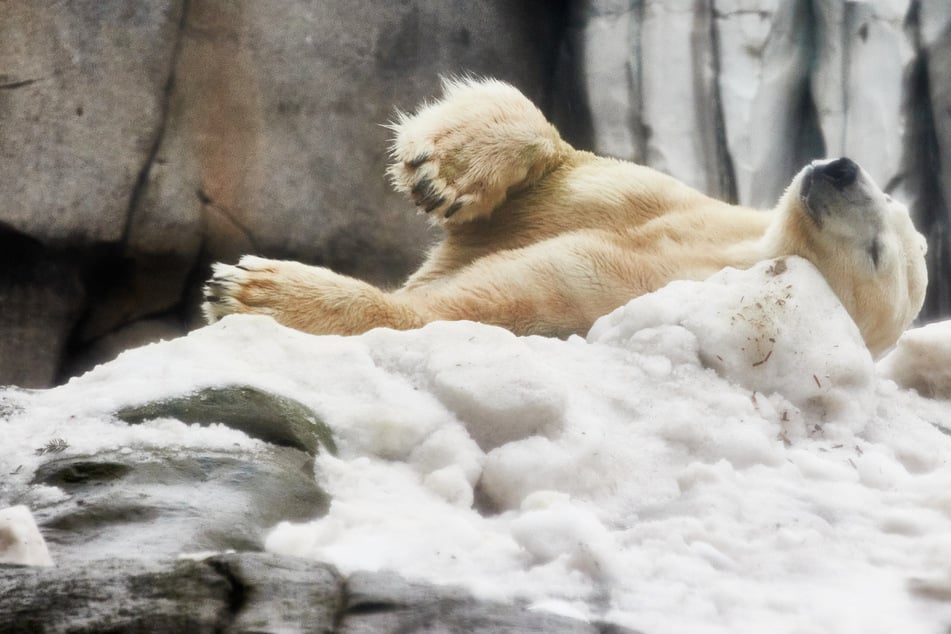 Künstlicher Winter im Zoo: Schneeberge für Walrosse und Eisbären