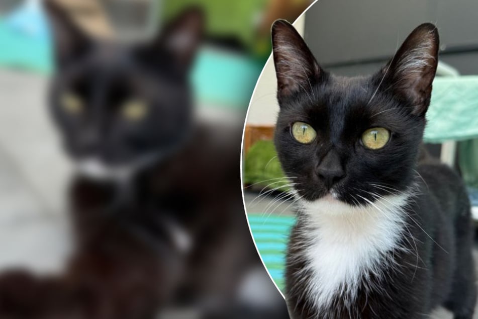 Gatito pequeño aterriza en el refugio de animales, cuidadores sospechan: "Algo debe haberle sucedido"
