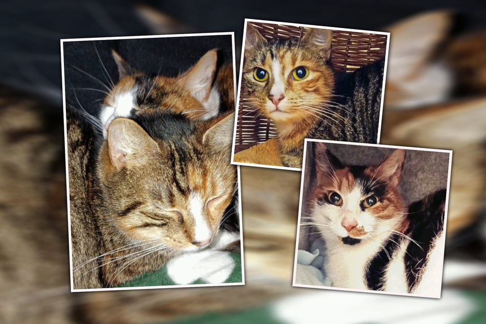 In ihrem jungen Leben mussten die Katzenschwestern Esmeralda (unten) und Alice (oben) schon einiges durchmachen.