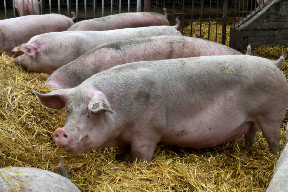 Mehrere Schweine stehen in einem Zuchtbetrieb im Stroh. Schweinebauern befürchten bei Schließung des chinesischen Marktes aufgrund von ASP, dass der inländische Preisdruck steigt. (Symbolfoto)