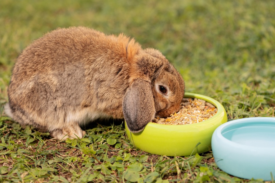 Statt getreidehaltigem Trockenfutter sollte man Kaninchen mit Raufutter (Heu) und Frischfutter (Blattgemüse) füttern.