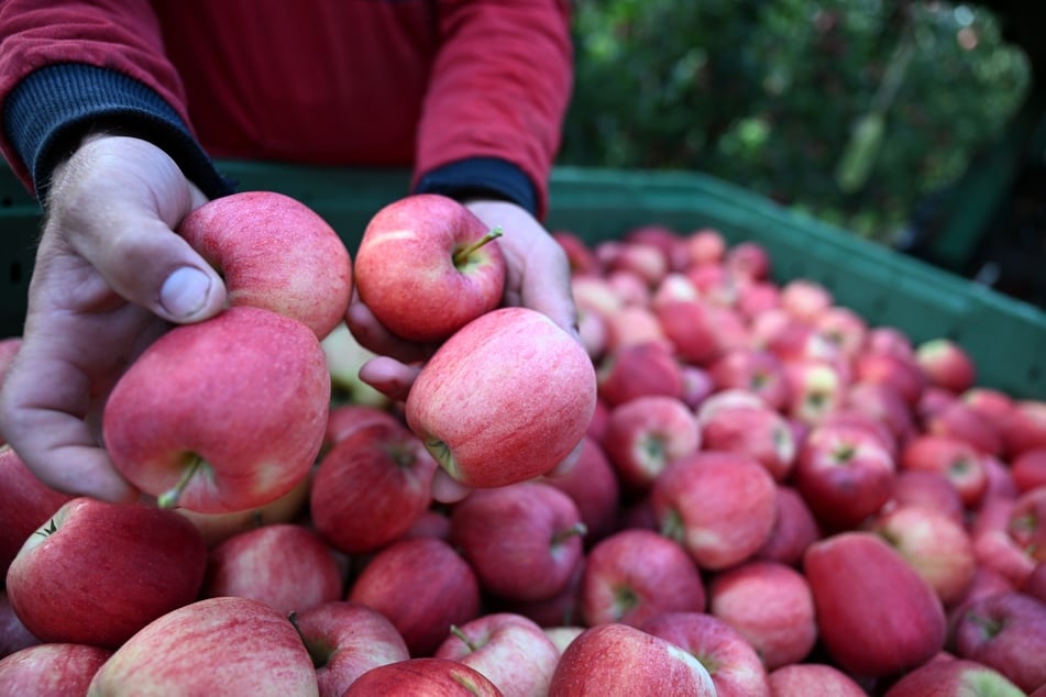 Obstbauern in Sorge: Darum verschenken sie bundesweit an 300 Orten ihre Äpfel!