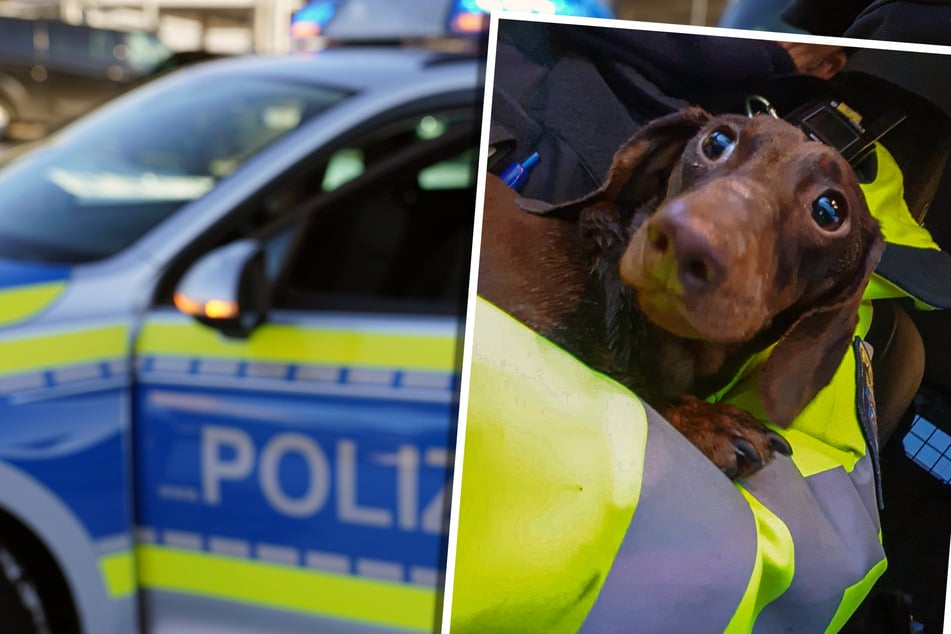 Kleiner Dackel steht nach Frauchens Unfall alleine an A5: Polizei zeigt großes Herz für Tiere