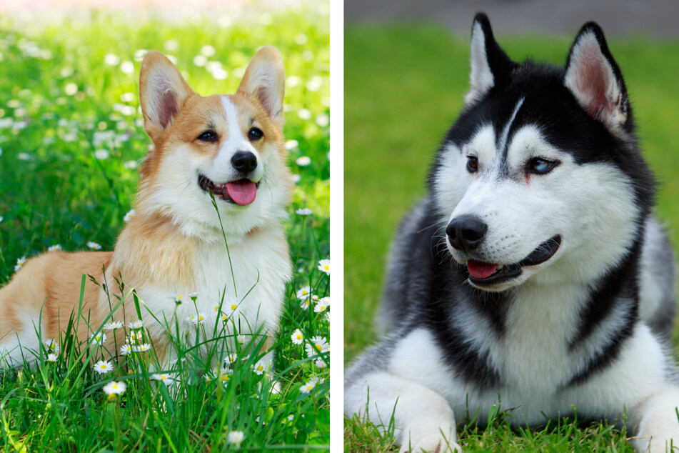Husky and corgi mixes are known as horgis. This hybrid breed has a striking and surprising look and an adorable personality.