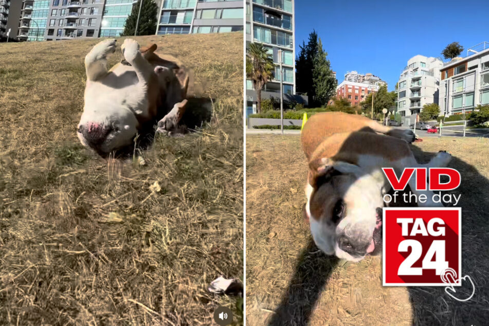 viral videos: Viral Video of the Day for August 23, 2023: Hilarious bulldog slides right in to everyone's hearts!