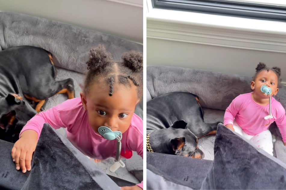 Baby wants dog bestie to protect her from vacuum in adorable clip!