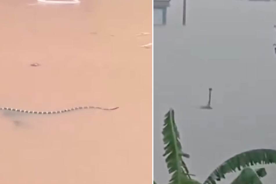 Hunderte Schlangen sind im Süden Chinas aus einer Zuchtfarm entkommen.