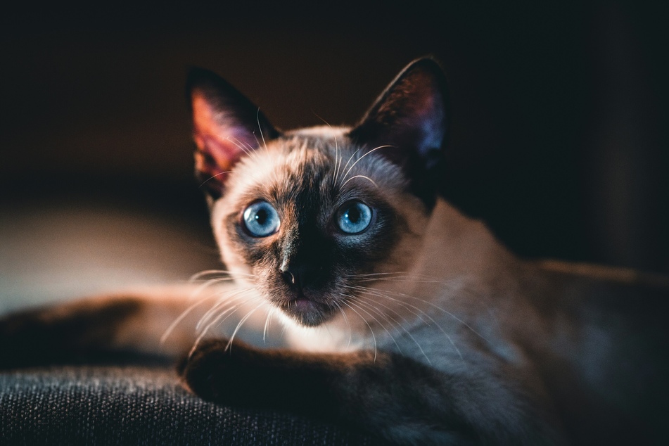 It is quite possible that the Siamese is the most famous of all colorpoint cats.