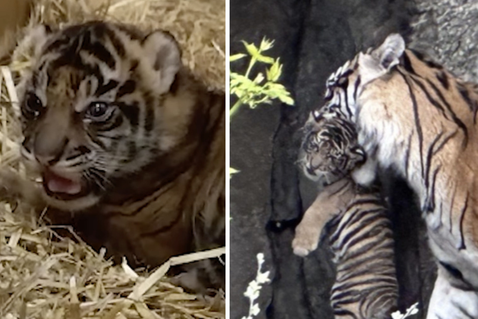 Tierpark zeigt putzigen Schnappschuss von Tigerbaby und Mama Mayang