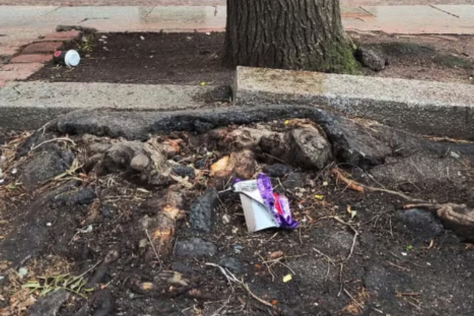 Bäume drücken mit ihren Wurzeln in der Ruhlsdorfer Straße in Friedrichshain-Kreuzberg den Asphalt hoch.