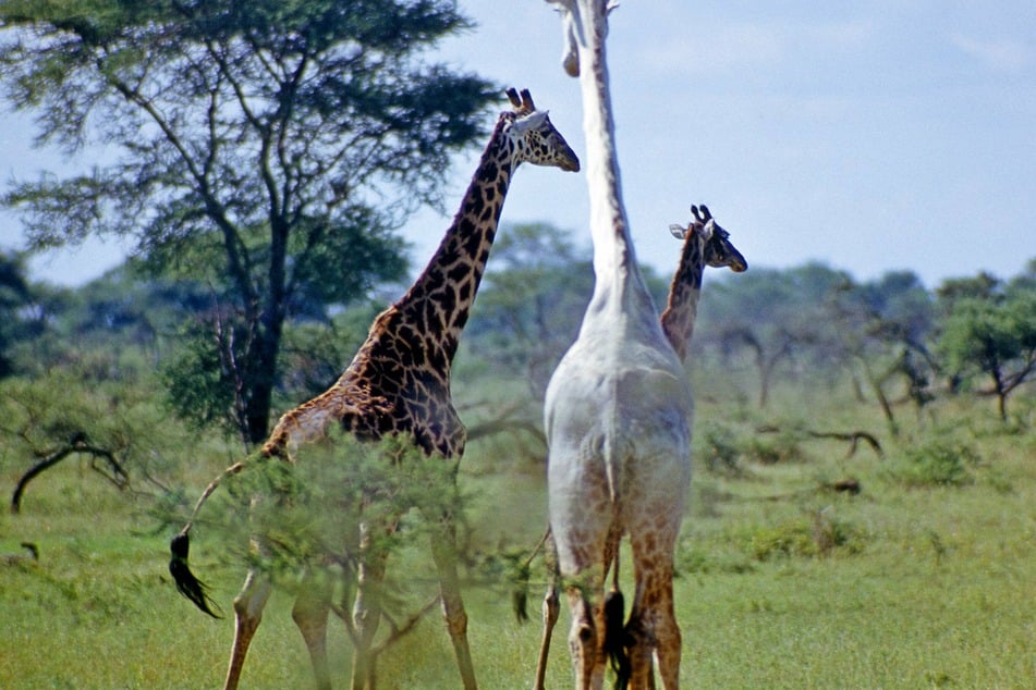 Due to the rare genetic defect leucism, the giraffe is white, which makes it all the more desirable for poachers.