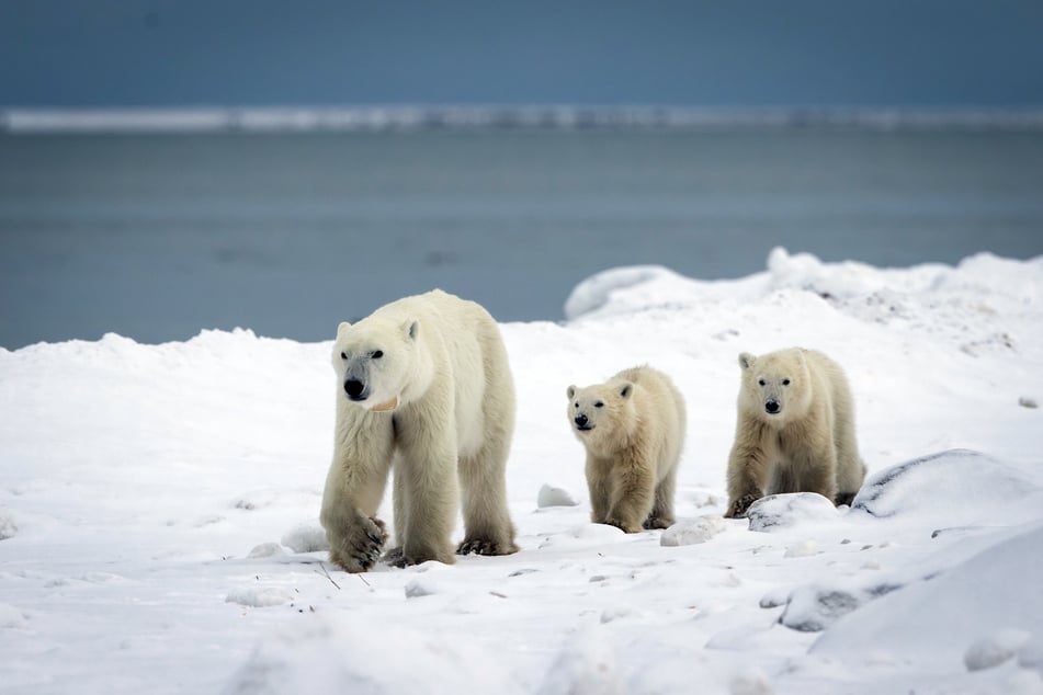 This handout photo released by Polar Bears International on Wednesday, shows a wild female polar bear and her two cubs, one of whom she adopted, at Hudson Bay in Churchill, Manitoba, Canada, on November 11, 2025.