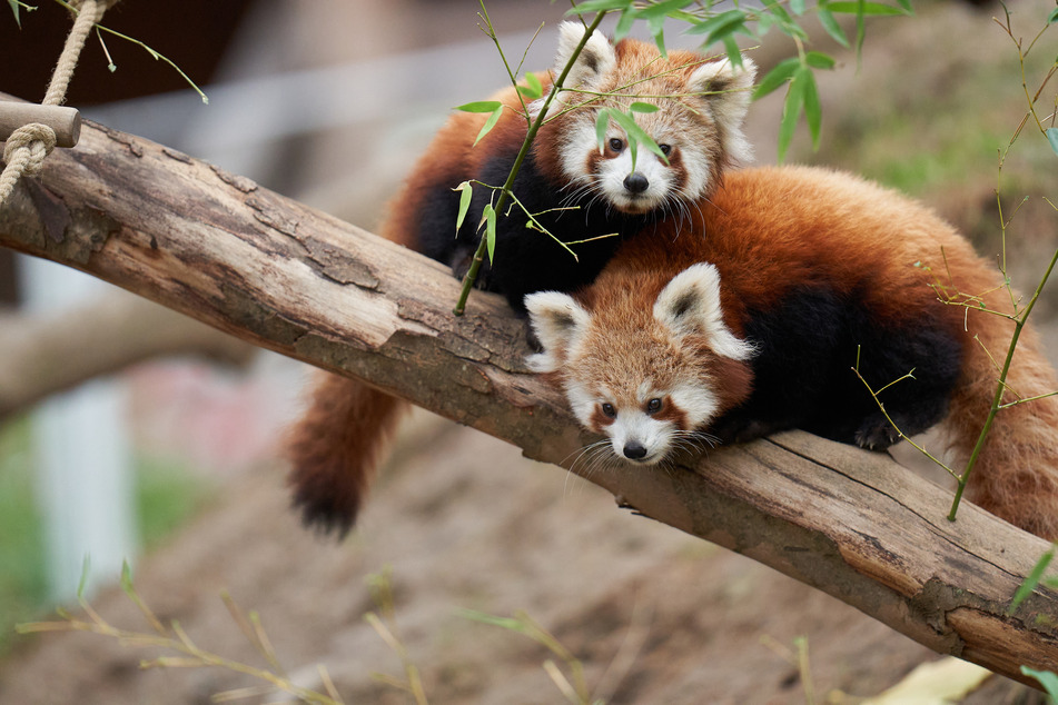 Zwei rote Pandas kuscheln auf einem Ast im Zoo. Aufgrund des corona-bedingten Teil-Lockdowns sind derzeit die Tierparks geschlossen.