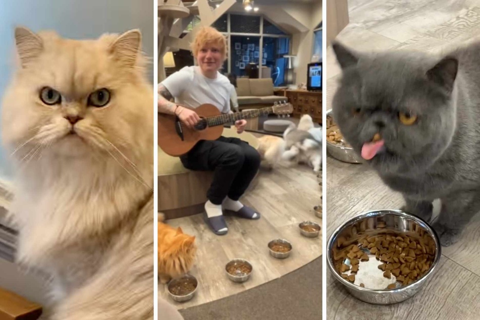 Scaredy cats get freaked out by Ed Sheeran in hilarious viral video!