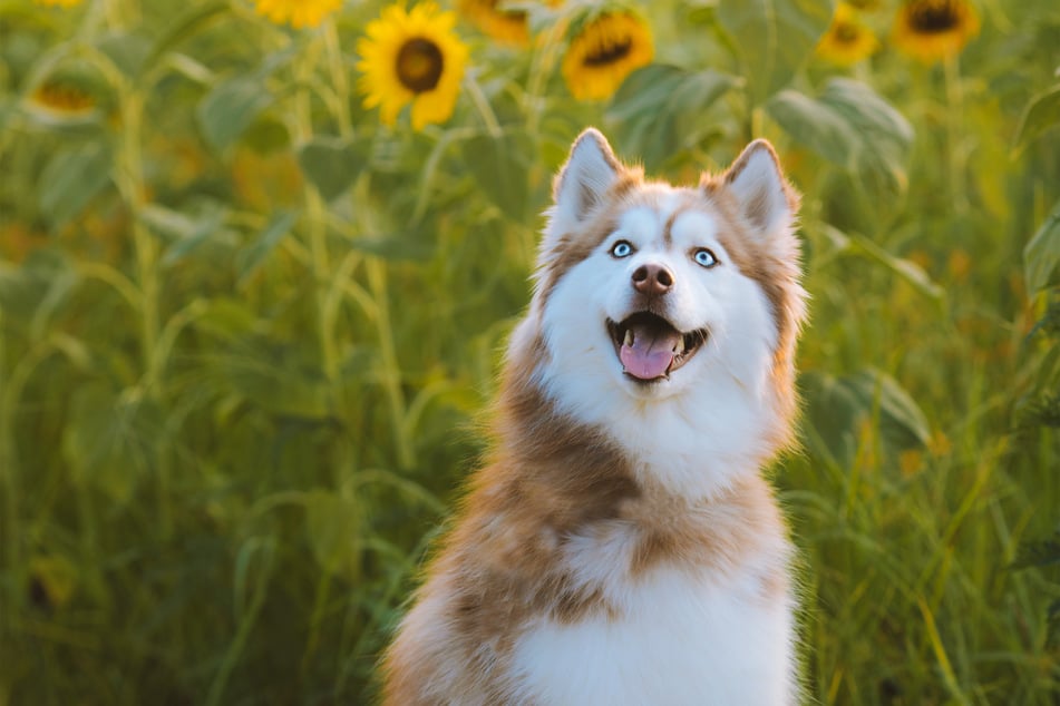 Siberian huskies are wolf-like in their looks, and have stunning eyes.