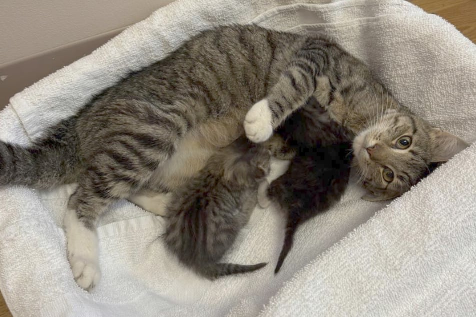Zwei von sechs Kätzchen überlebten die Geburt und dürfen jetzt mit Mama kuscheln.