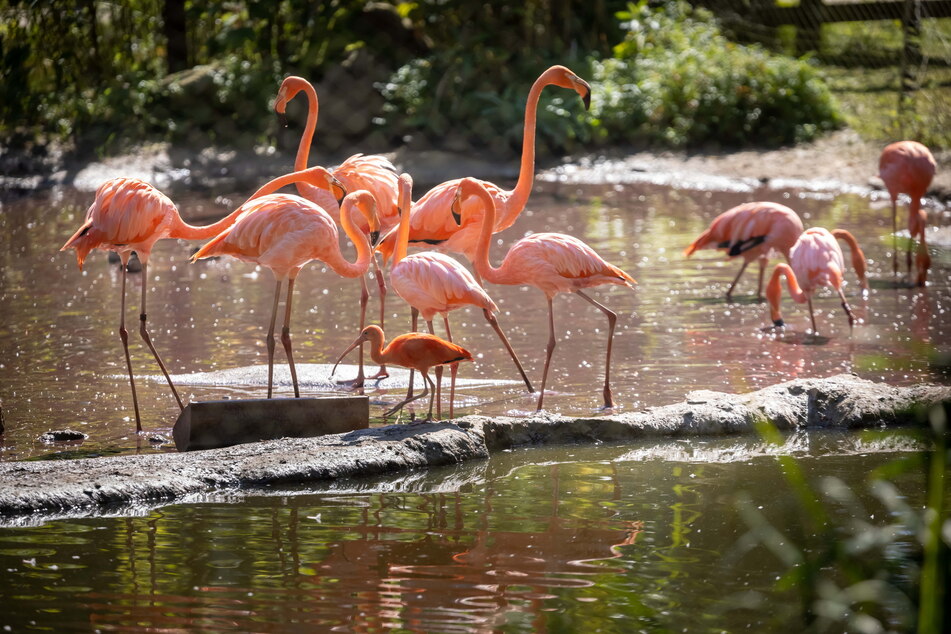 Die Flamingos gehören zu den Lieblingstieren in Limbach-Oberfrohna.