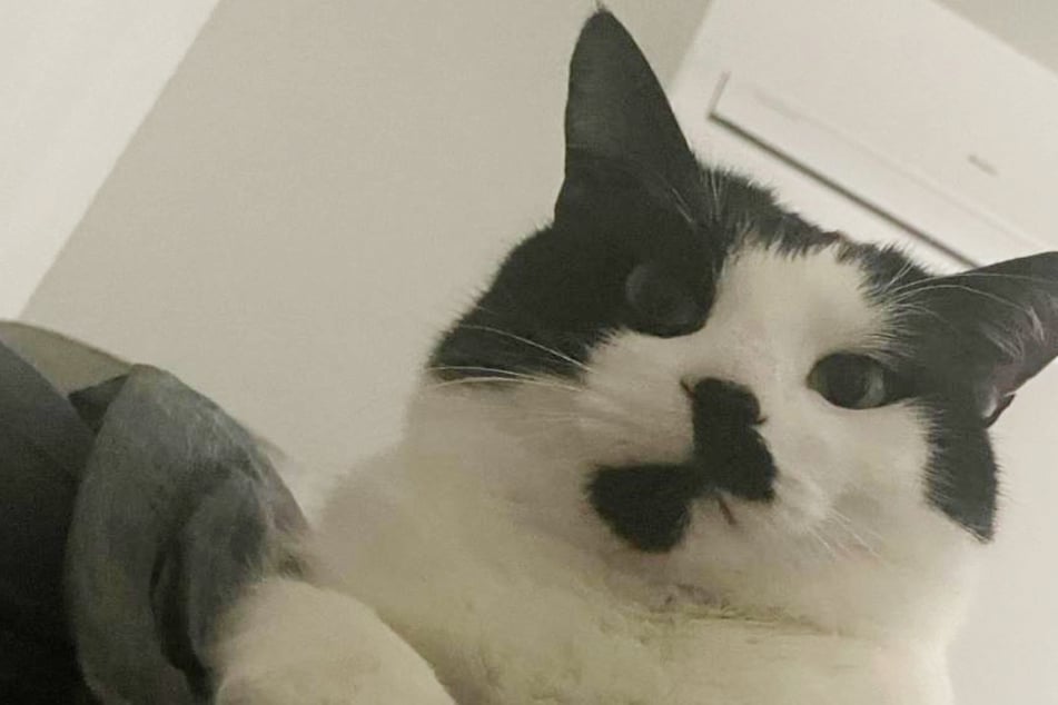 Cat gives Reddit user a hilariously rude awakening after he makes a big mistake!